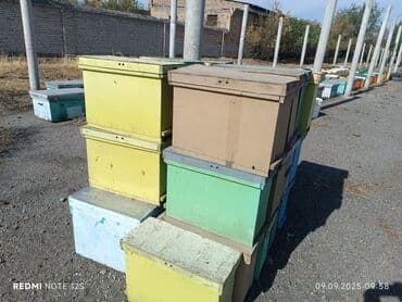 Рыбы: Бал челектер сатылат аарысы менен парода карника 10 рамкалык корпусной — 2