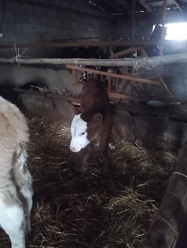 Иттер: Сатам | Кунаажын | Бордоп семиртүү үчүн — 2