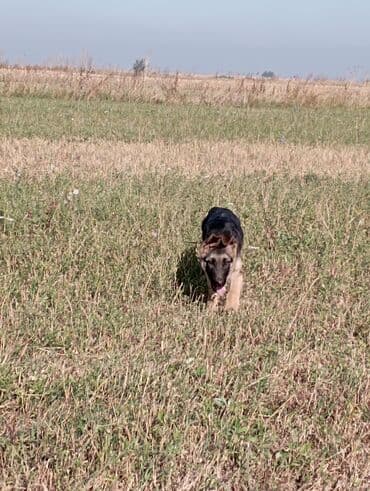 Ит кууту: Чыгыш Европа овчаркасы, 4 айлык, Эркек, Эмделген — 3