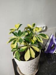 растения для аквариума: Комнатные растения цветущие и декоративные распродажа. находимся в — 21