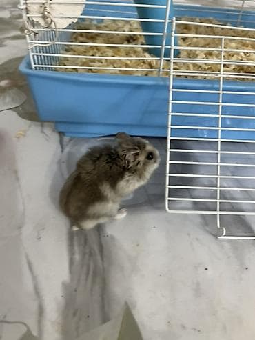 говорящий хомяк: Хомяк с клеткой . Клетка для хомяка/декоративных грызунов с полным — 3