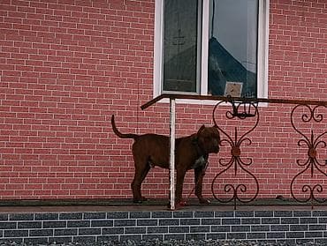 собаки немецкая овчарка: НЕ ПРОДАЮ!!!! ПИДБУЛЬ КУБИНСКОЙ ПОРОДЫ 2 ГОДА ТОЛЬКО ВЯЗКА — 6