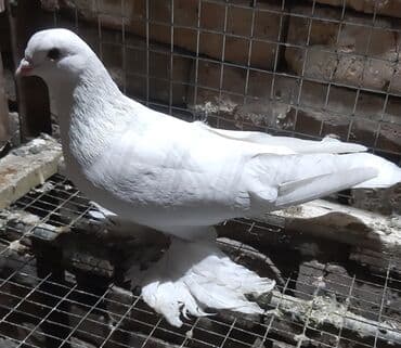 дома на продажу в бишкеке: От 300 - 1500 штука — 8