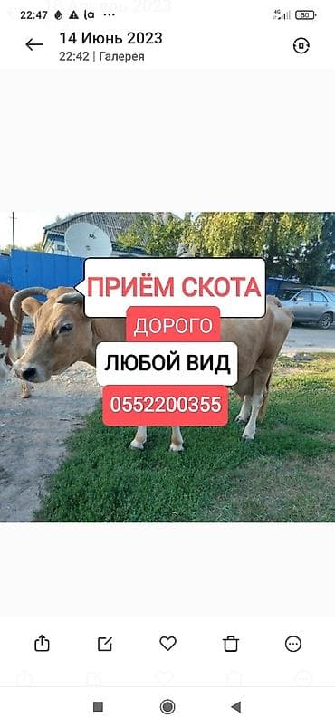 Куплю | Коровы, быки, Лошади, кони | Круглосуточно, Любое состояние, Забитый at lalafo.kg Куплю | Коровы, быки, Лошади, кони | Круглосуточно, Любое состояние, Забитый