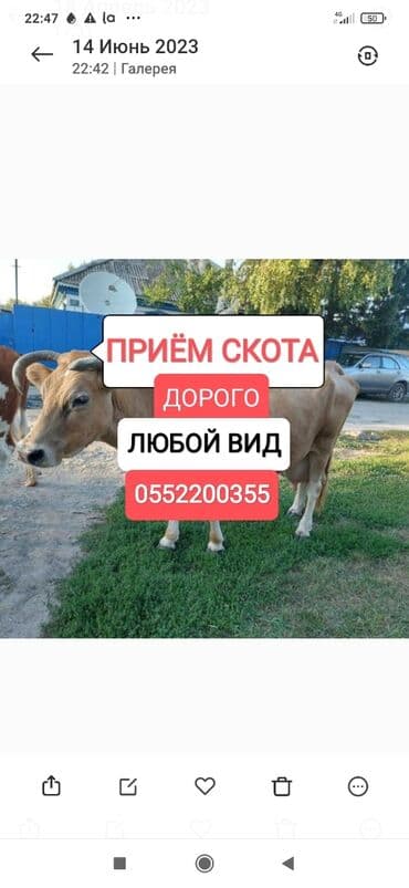 купить измельчитель травы и сена: Куплю | Коровы, быки, Лошади, кони | Круглосуточно, Любое состояние, Забитый — 1