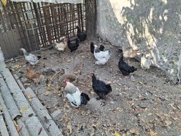 кошка город ош: Продаются куры — 2