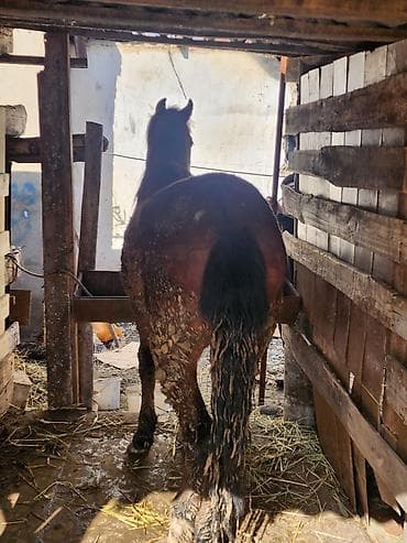 купить пони живую: Продаю | Кобыла (самка) | Рабочий — 2