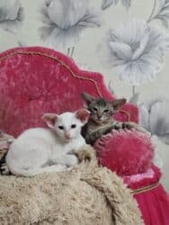 купить породистых котят: Ориентальная, 2 месяца, Мальчик, Белый, Приучена к лотку, Проглистована, С документами — 3