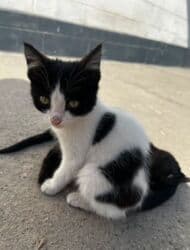 Вязка кошек: Кошка даром: Скотиш Фолд (Шотландская вислоухая), 4 месяца, Мальчик, Метис, Приучена к лотку, Проглистована — 1