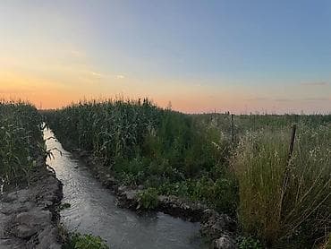 бу ферма: Продается Кукуруза 🌽 для Силоса 3.5 га Российское семена, до 70т с 1 — 3