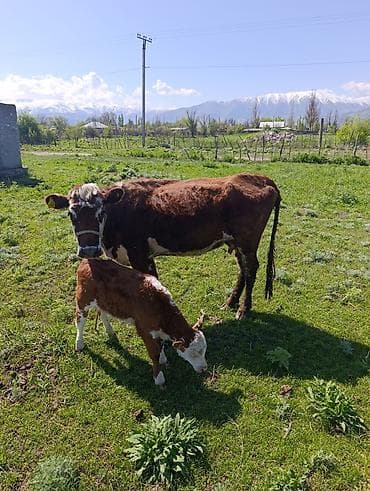 кане корсо собака цена: Продаю | Корова (самка) | Полукровка, Герефорд | Для разведения | Привязанные — 2