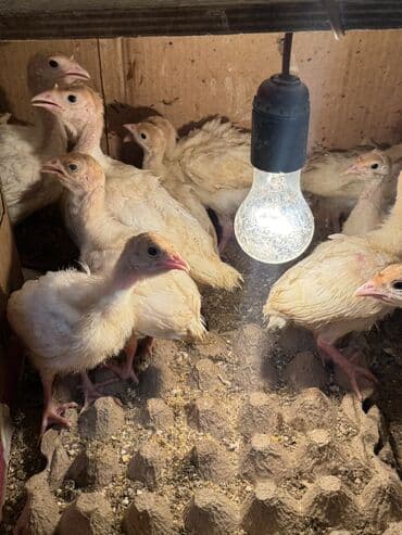 джалал абад суточный квартира: Продаю индюшат — 3