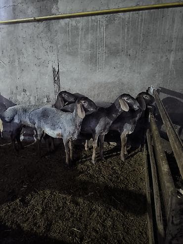 Сатам | Ургаачы кой (ургаачы) | Көбөйтүү үчүн | Токту — 1