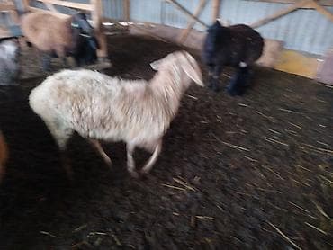 Кошки: Продаю | Овца (самка) — 2