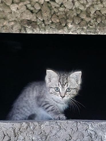 бенгалская кошка даром: Классные котята в добрые руки. Возраст примерно 1-1.5 месяца. Мы — 5