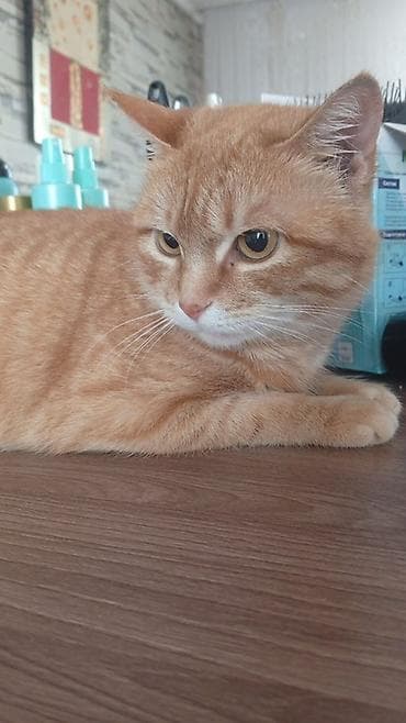 ориентальная кошка: Кошка даром: Беспородная, 1 год, Девочка — 2