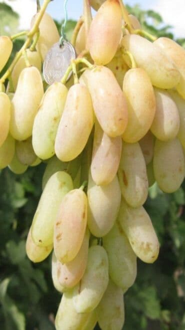 пахта майы: Жүзүм — 1