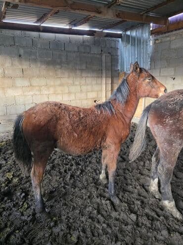 племенные коровы: Продаю | Жеребенок | Рабочий — 2