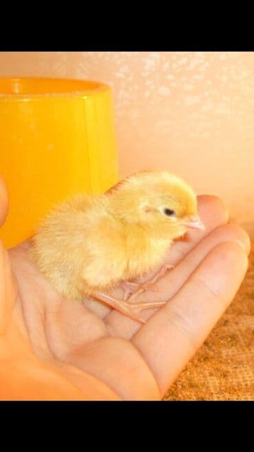 сколько стоят перепелиные яйца: Продаю перепелят суточных Техас и Феникс под заказ. яйцо — 3