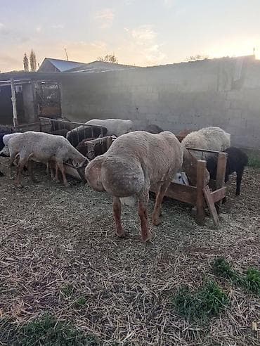 тайские сиамские кошки: Продаю | Баран (самец) | Для разведения | Племенные — 2