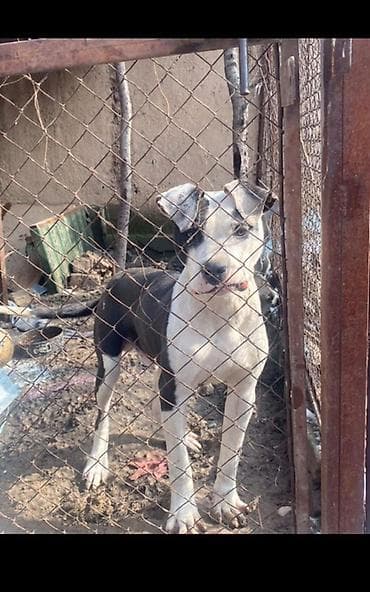 Рыбы: Собака даром: Питбуль, 11 месяцев, Самец, С прививкой — 4