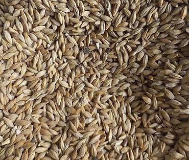 Үй жана бакча: Ячмень (зерно) сорт Нутанс Беловодск Описание: - Калиброванное зерно — 1