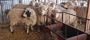 брудер для кур: Продаю | Баран (самец) | Меринос | На забой | Кастрированные — 7