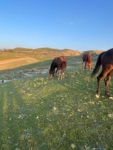 d cat: Продаю | Кобыла (самка) | Рабочий | Мерин — 5