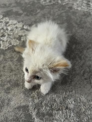 Мышыктар: Отдаём в добрые руки котенка!!! Связи с переездом. Пушистый котёнок с — 2