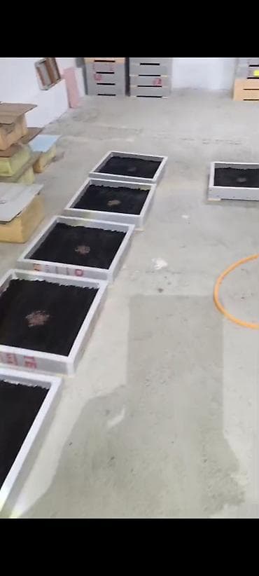 мед пчелинный: Продаются коконы червя Дендрабена Венета и Черного Принца ( Селекция — 6