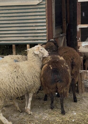 яйцо бройлер: Продаю | Овца (самка) | Гиссарская, Арашан | Для разведения | Матка — 5