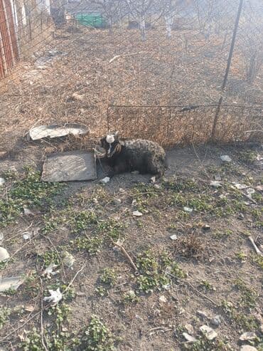 племенные коровы молочные купить: Продаю | Коза (самка) | Зааненская | Для разведения — 2