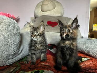 американская енотовая кошка: Мейн-кун котята - Порода: мейн-кун, типичные крупные уши с — 3