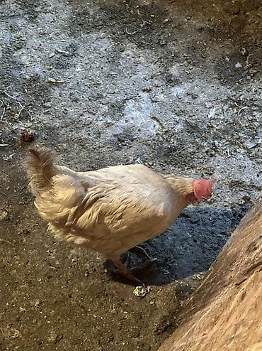 маленькие попугаи: Продаю несушек 300 голов 
1,5 года — 9