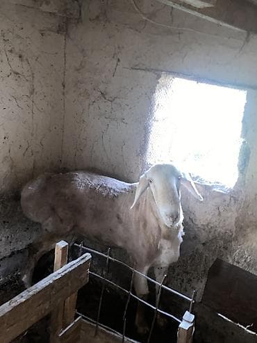 сколько стоят кролики домашние: Продаю | Баран (самец) | Для разведения | Осеменитель — 3