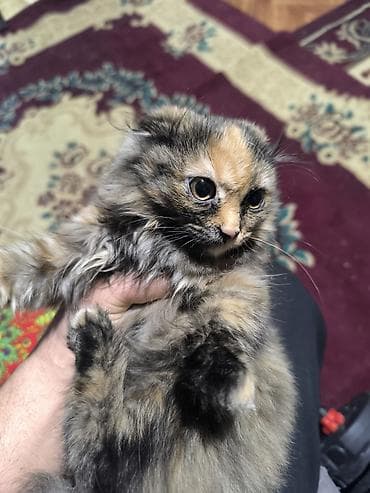 Мышык кууту: Пушистый котёнок с редким черепаховым окрасом. Особенности: - длинная — 3