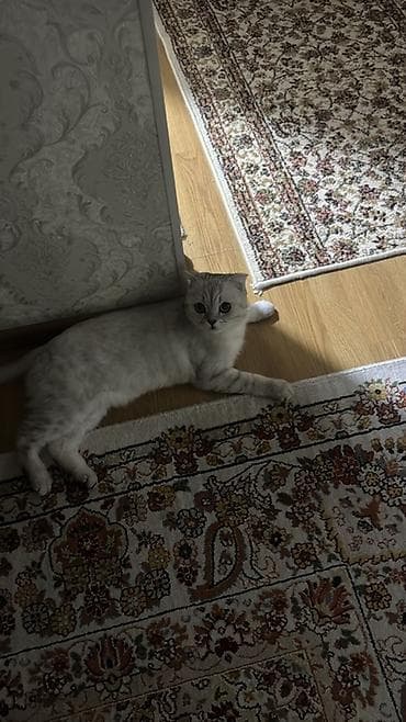 Продажа кошек: Скотиш Фолд (Шотландская вислоухая), 3 года, Мальчик, Приучена к лотку, Кастрирована, С документами — 2