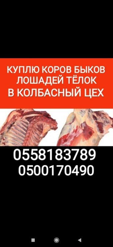 Куплю | Коровы, быки, Лошади, кони, Другие с/х животные | Круглосуточно, Любое состояние, Забитый