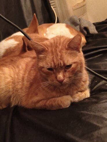 домашний кошка: Кошка даром: Беспородная, Мальчик, Приучена к лотку — 2