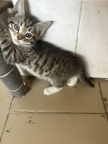котята в ош: Котята, полосатые табби. - Окрас: серо-коричневый тигровый (табби) с — 2