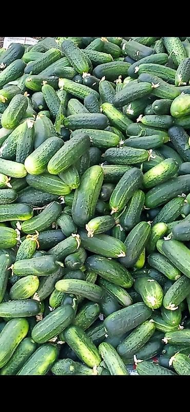 выращивание: Огурцы — 3
