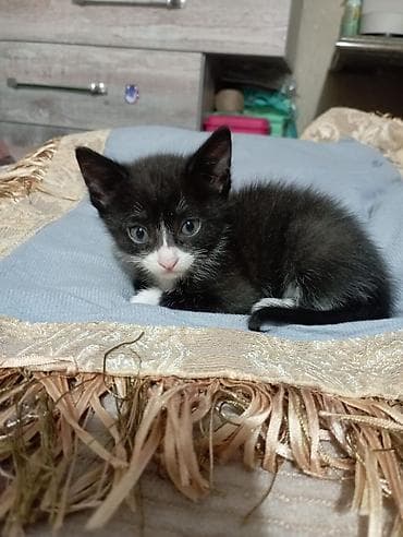 отдам даром котенка бишкек: Котятки девочки 1.5 месяцев. бесплатно . Бишкек недалеко от Вефы. к — 4