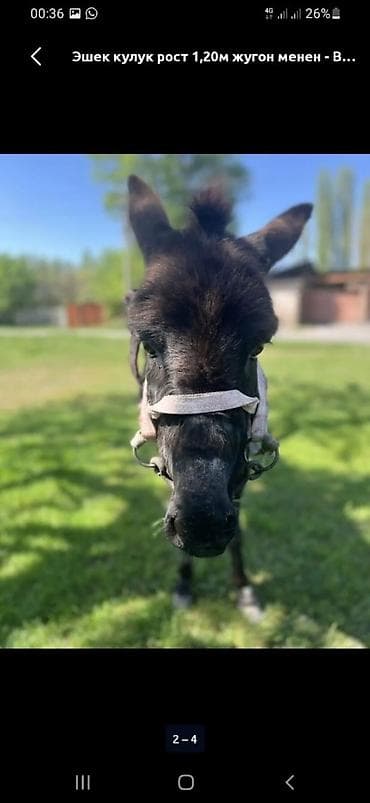 Осёл, рост 1,20 м. Окрас тёмный, густая шерсть. На фото — с