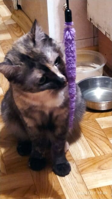 куда можно отдать собаку в бишкеке: Красивые девочки . цветная и белая молодые кошки им скоро год.очень — 11