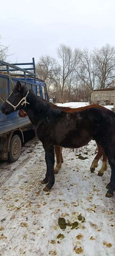 Кошки: Продаю | Жеребенок | Для разведения — 5