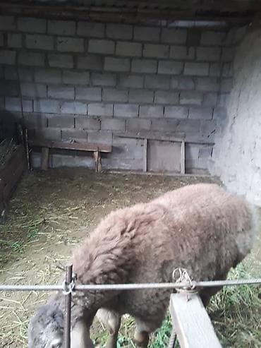 маленький баран: Продаю | Овца (самка) | На забой | Ярка — 1