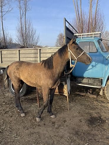 жеребенок: Продаю | Жеребенок | Рабочий | Мерин — 3