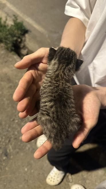 куплю щенка хаски: Котёнок, полосатый тигровый окрас (серо-коричневый табби). Очень — 1