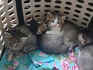 отдам кошку в хорошие руки: Котята, домашний помет. -От золотой шиншиллы,очень красивые — 1
