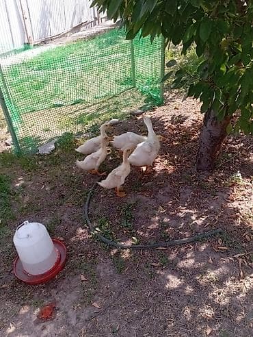 индоутка цыплята: Молодняк водоплавающей птицы (утята) - Возраст: примерно 3–5 недель — 3